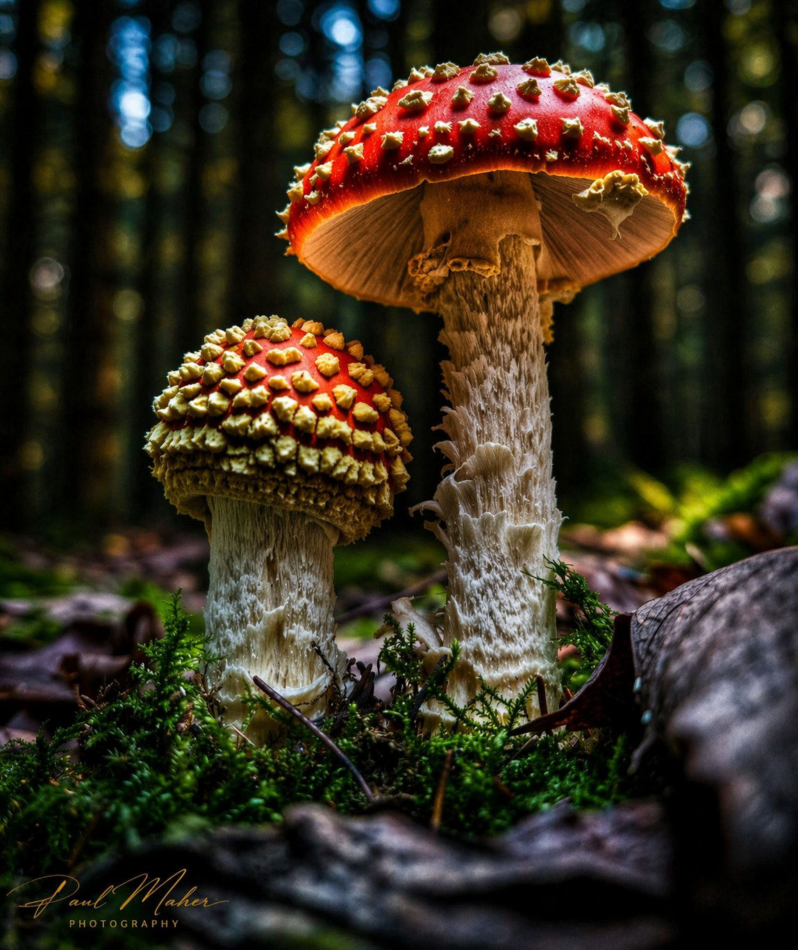 Autumn colour in the woodland