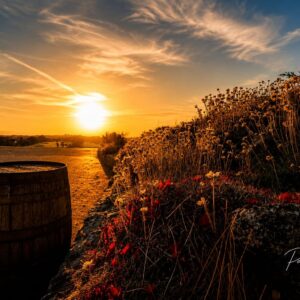 Wildflowers and an old barrel above the coast