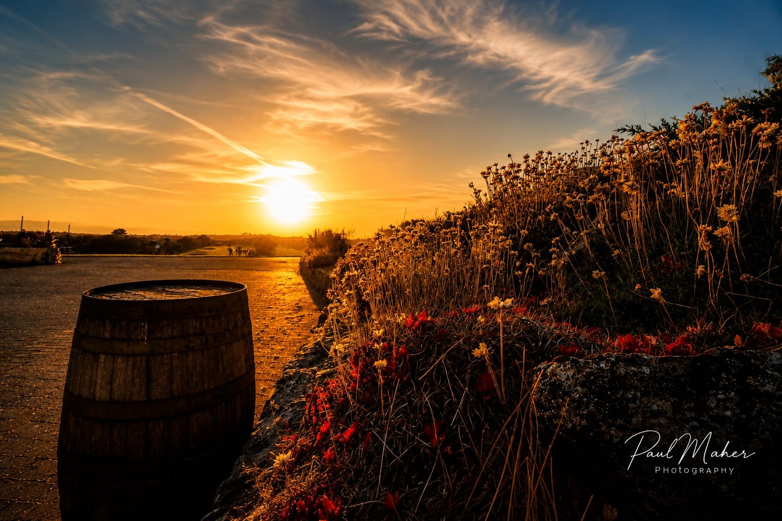 Wildflowers and an old barrel above the coast