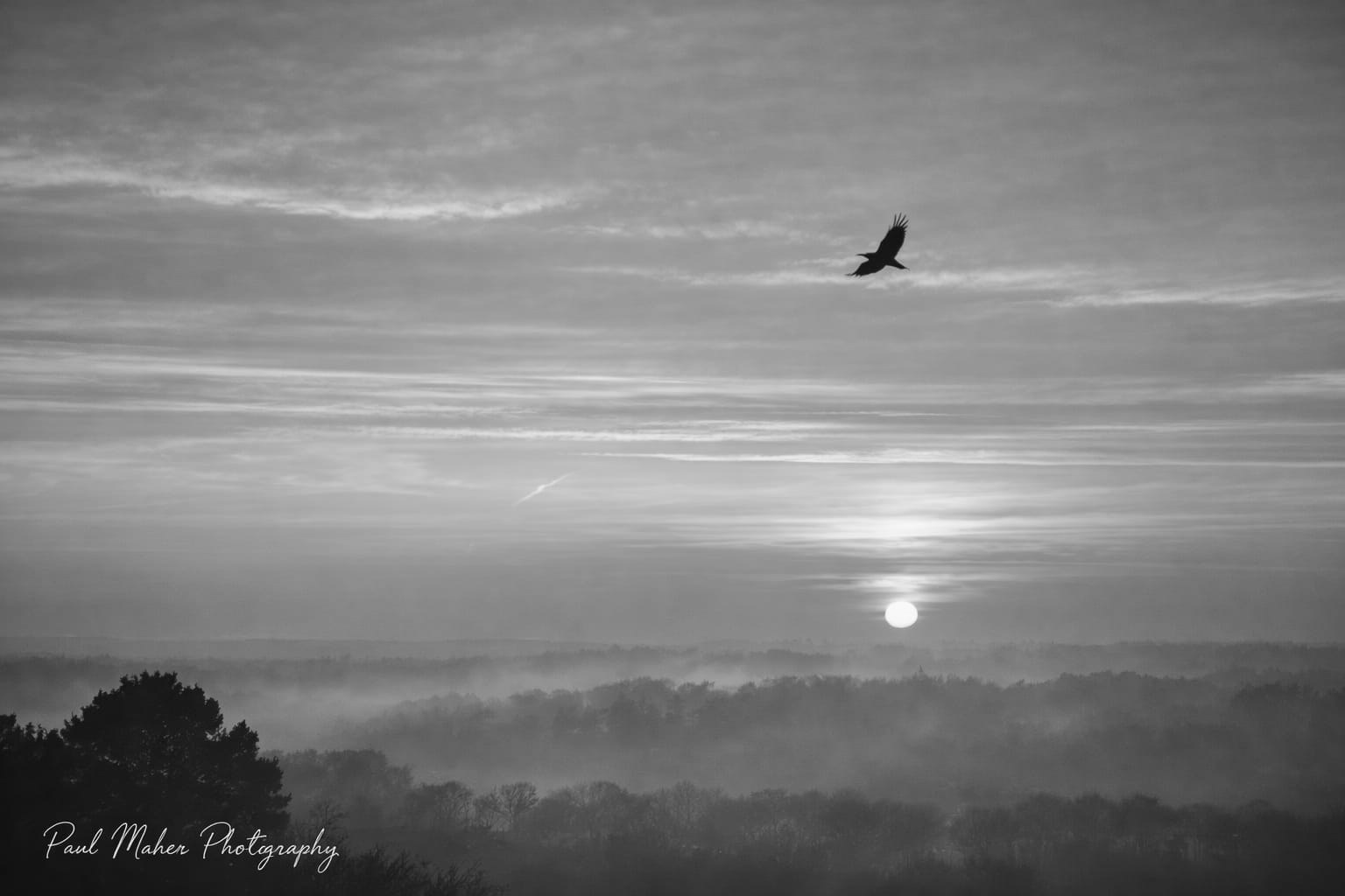 Monochrome sunrise over misty forest
