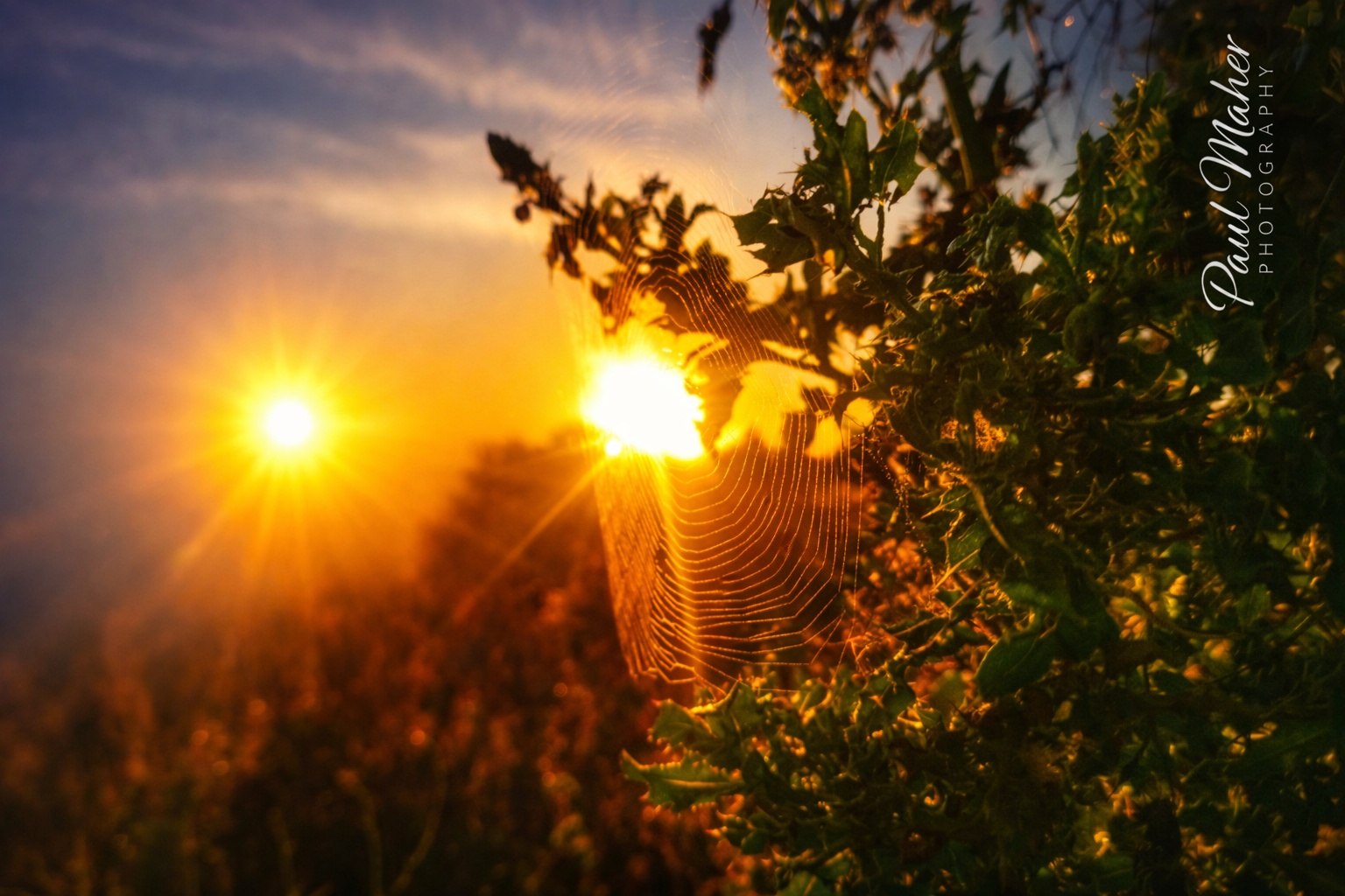 A spider web in a hedgerow lit by a low burst of sun