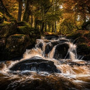 Stream through green woodland