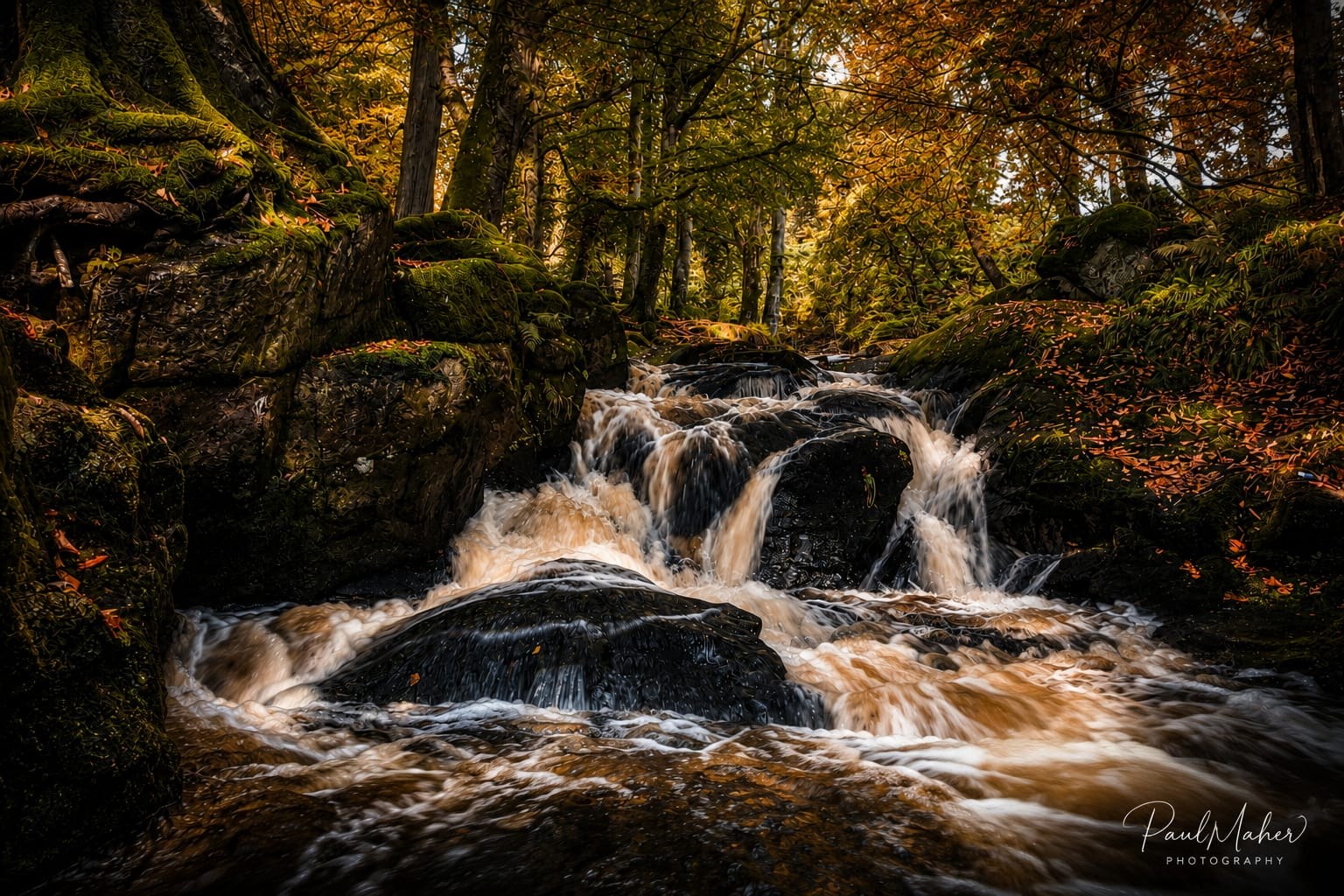 Stream through green woodland