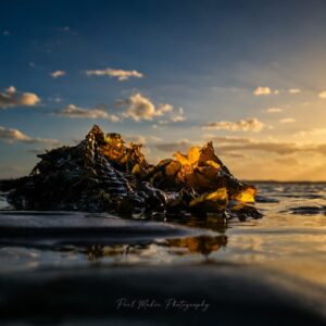 Seaweed on wet sand under a wide, calm sky