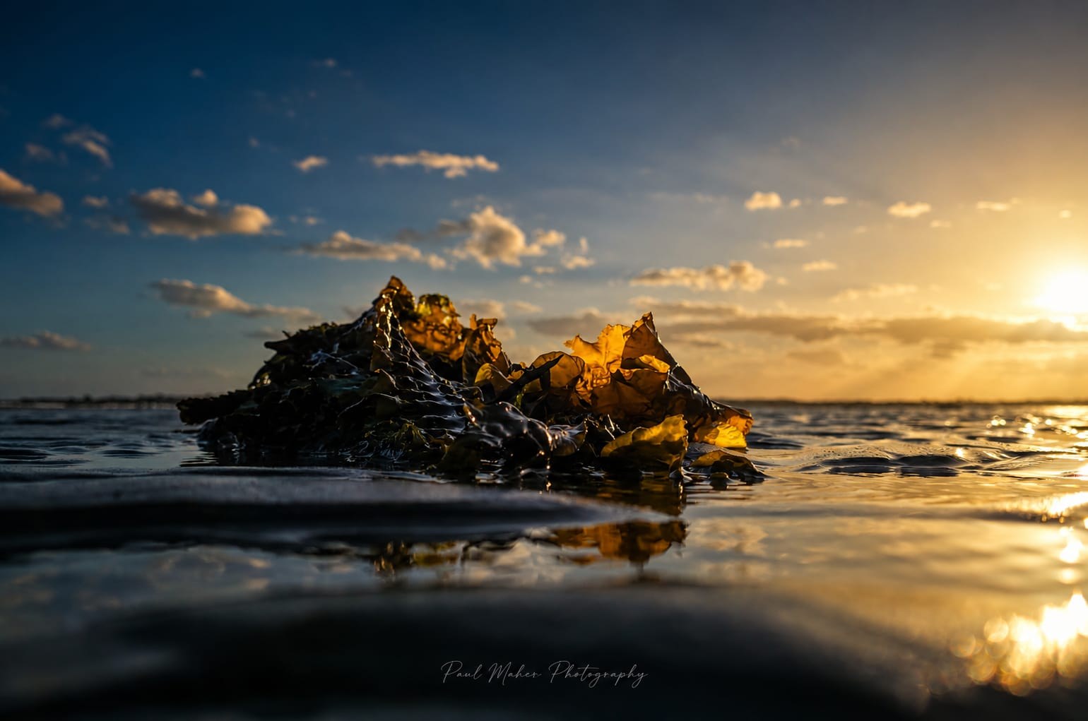 Seaweed on wet sand under a wide, calm sky