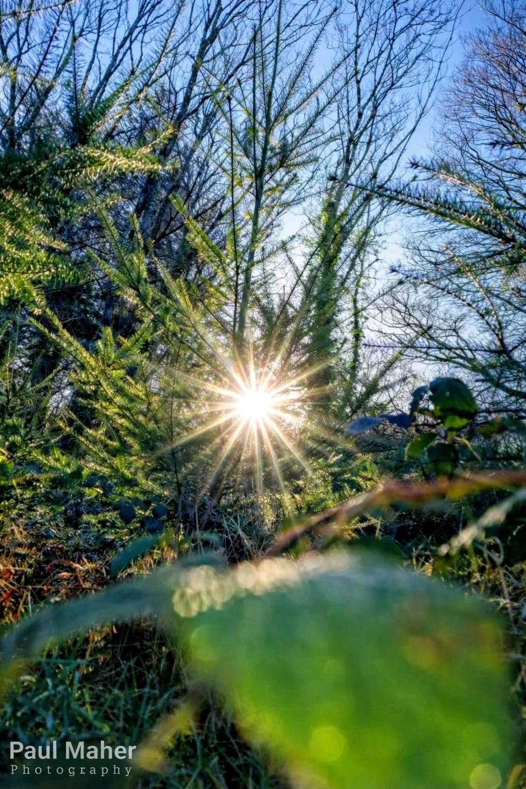 A burst of sunlight breaking through green woodland branches