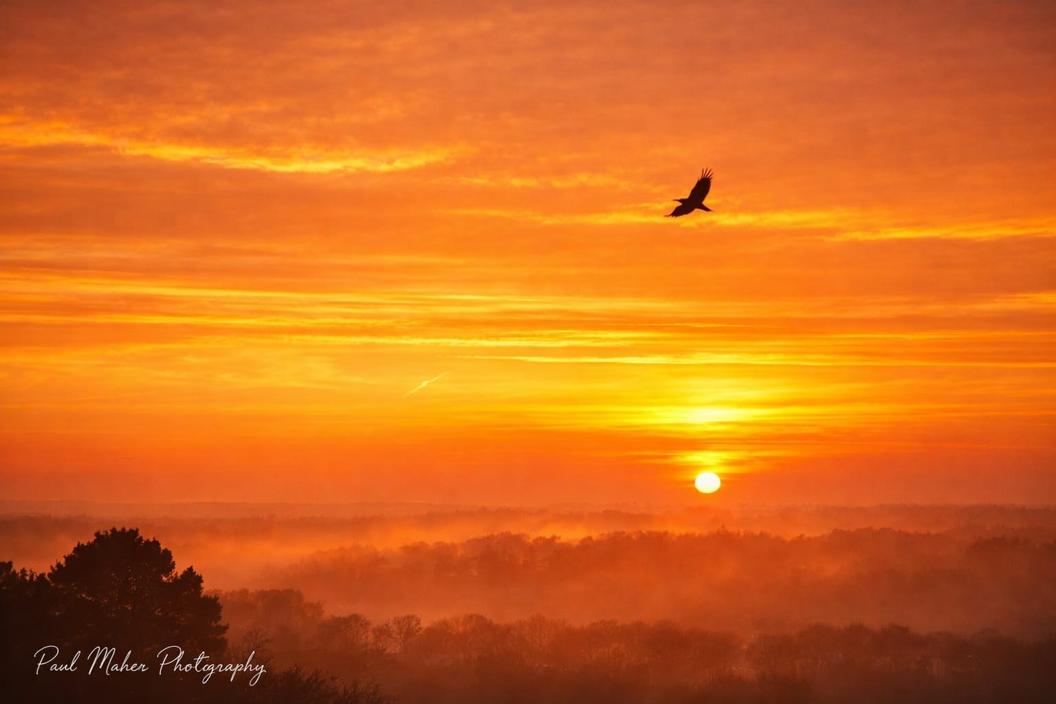 Fiery sunrise over a misty forest