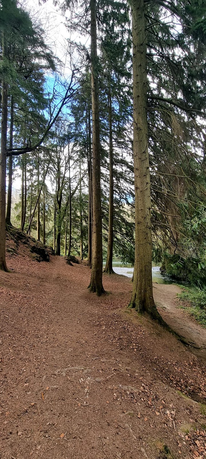 A narrow path running between tall straight pines