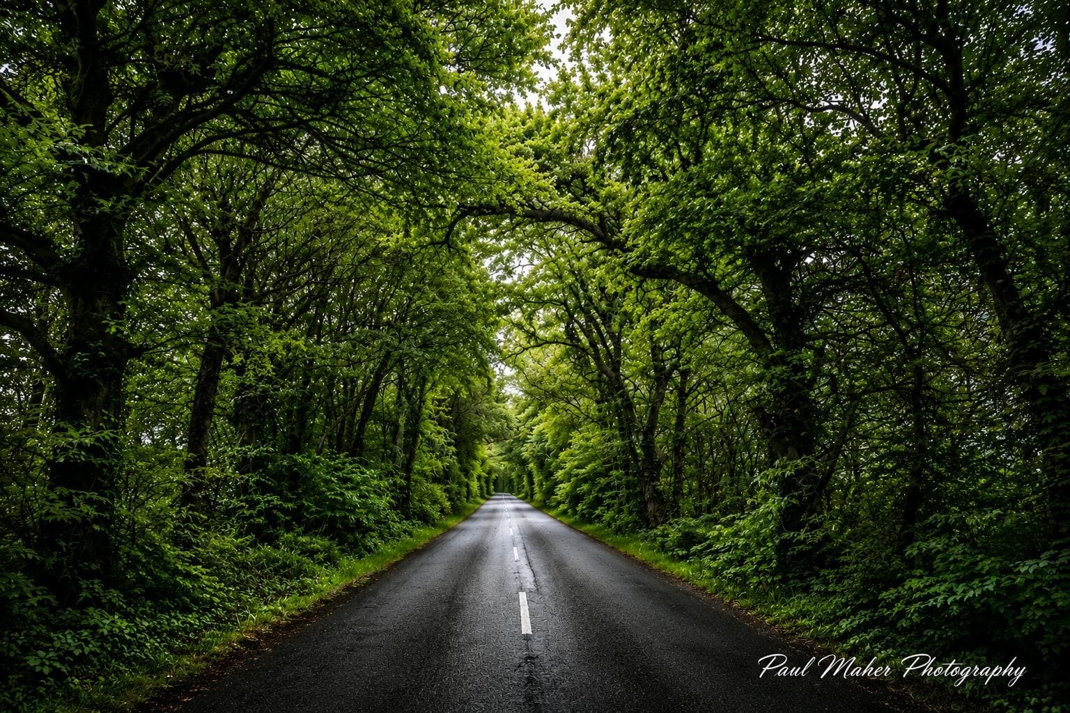A long avenue of trees closing into a green tunnel over a country lane