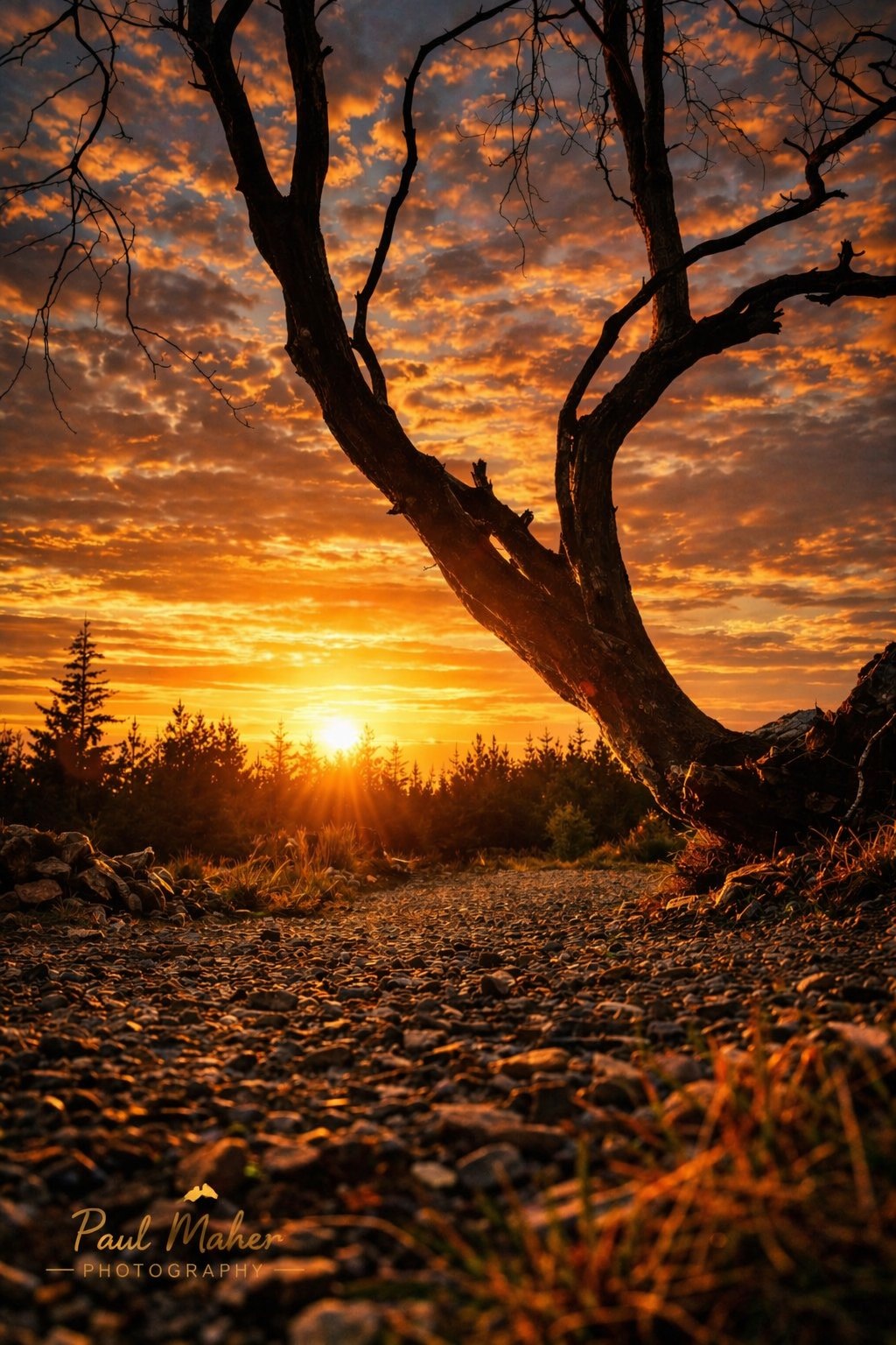 A lone bare tree silhouetted against a burning sunset sky