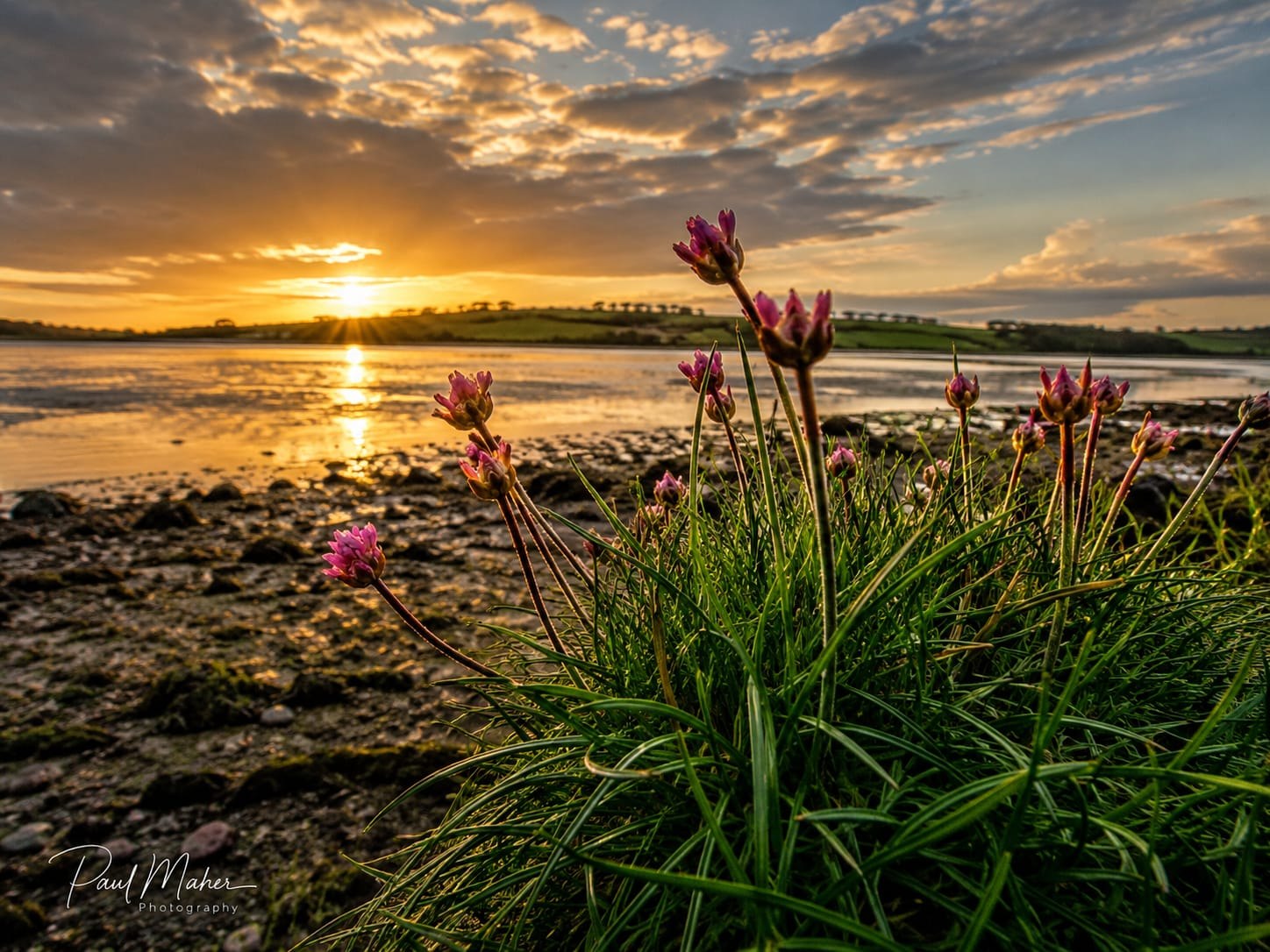Pink sea thrift in the foreground of a sunset over the estuary